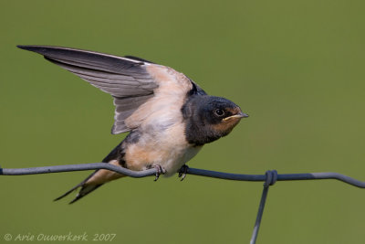 Barn Swallow - Boerenzwaluw - Hirundo rustica