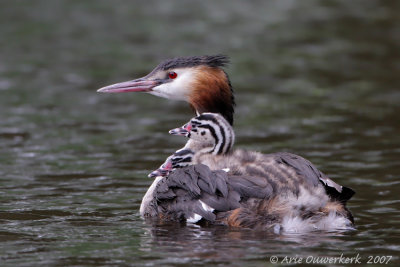 Great Crested Grebe - Fuut - Podiceps cristatus