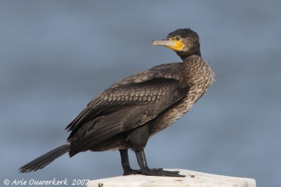 Great Cormorant - Aalscholver - Phalacrocorax carbo