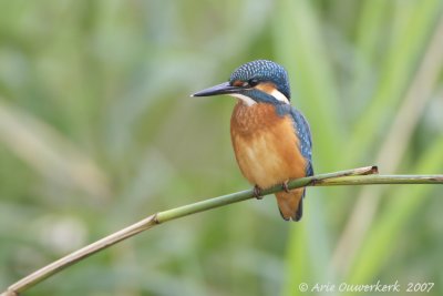 Common Kingfisher - IJsvogel - Alcedo atthis