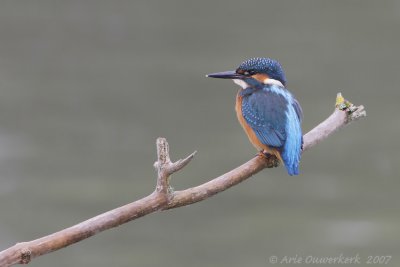 Common Kingfisher - IJsvogel - Alcedo atthis