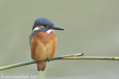 Common Kingfisher - IJsvogel - Alcedo atthis