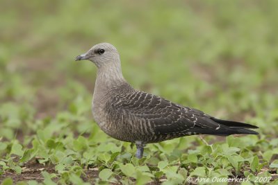 Long-tailed Jaeger (Skua) - Kleinste Jager - Stercorarius longicaudus