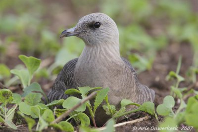 Long-tailed Jaeger (Skua) - Kleinste Jager - Stercorarius longicaudus