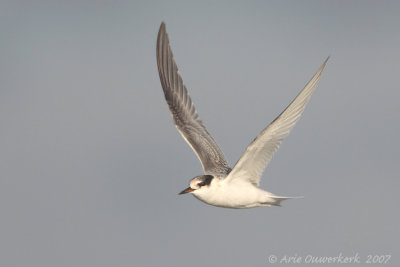 Little Tern - Dwergstern - Sterna albifrons