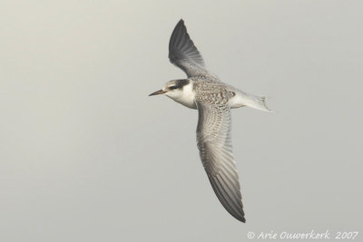 Little Tern - Dwergstern - Sterna albifrons