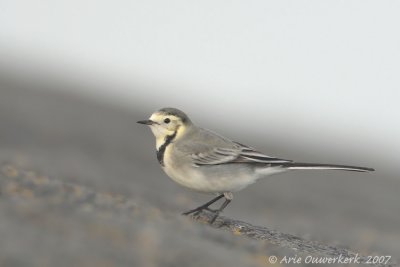 White Wagtail - Witte Kwikstaart - Motacilla alba