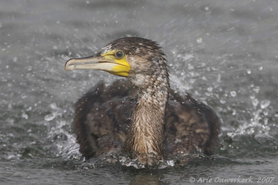 Great Cormorant - Aalscholver - Phalacrocorax carbo