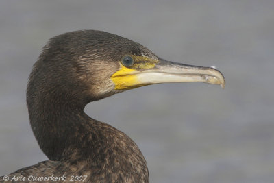 Great Cormorant - Aalscholver - Phalacrocorax carbo