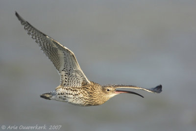 Eurasian Curlew - Wulp - Numenius arquata