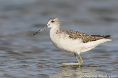 Common Greenshank - Groenpootruiter  - Tringa nebularia