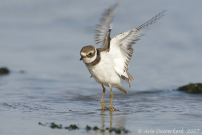 Common Ringed Plover - Bontbekplevier - Charadrius hiaticula