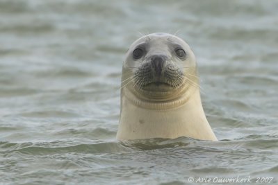 Grey Seal - Grijze Zeehond - Halichoerus grypus