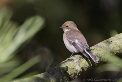 Pied Flycatcher - Bonte Vliegenvanger - Ficedula hypoleuca