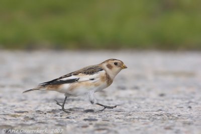 Snow Bunting - Sneeuwgors - Plectrophenax nivalis