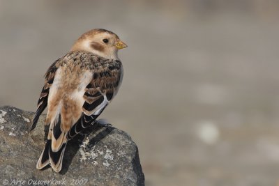 Snow Bunting - Sneeuwgors - Plectrophenax nivalis