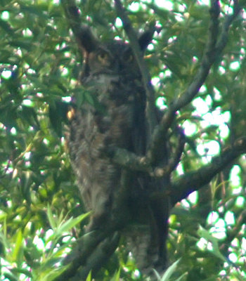 great-horned-owl.jpg