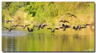 Rest Stop -  Canadian  Geese