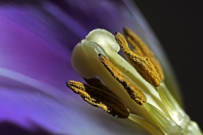 Macrophotography: Colour Gallery