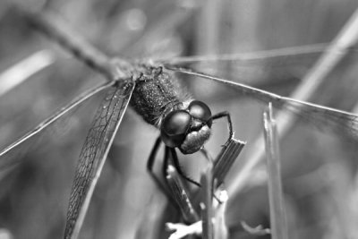 Dragon Fly_0068.jpg