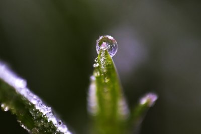 Frosted Dew_6789.jpg