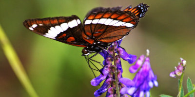 butterfly_7189.jpg