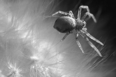 Spider on Dandelion_8128.jpg