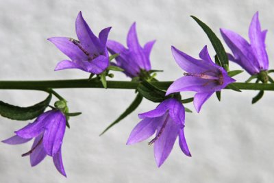 Purple Wildflowers_1252.jpg
