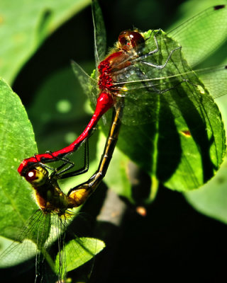 Mating Dragonflies_2452.jpg