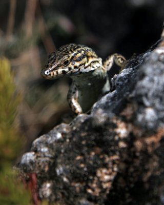 Lizard_Ibiza_5477.jpg