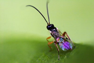 Wasp_785X.jpg