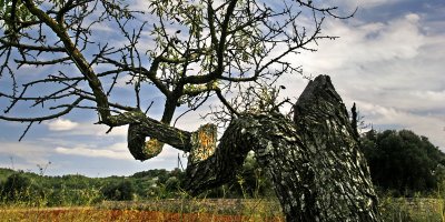 Almond Tree_5485.jpg