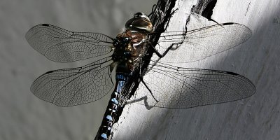 Dragonfly_0920.jpg