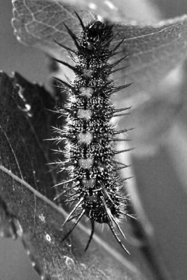 Caterpillar_7161.jpg