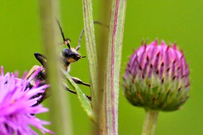 bug on thistle_7074.jpg