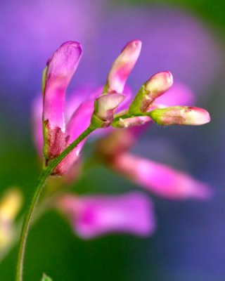 wildflowers_7140.jpg