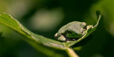 Tree Frog_8501.jpg