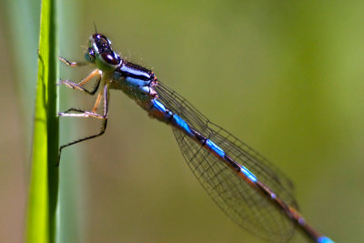 Damsel Fly_8494.jpg