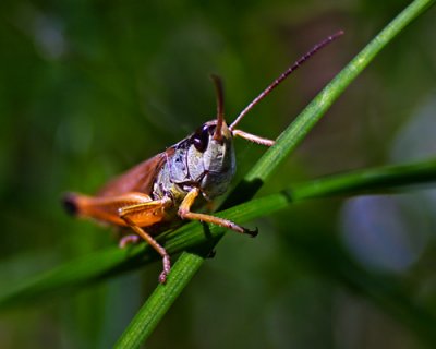 Grasshopper_0596.jpg