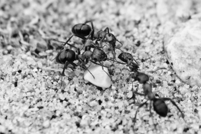 Ants_7100.jpg