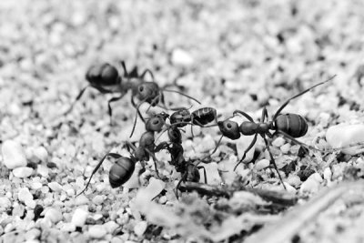 Ants_7104.jpg