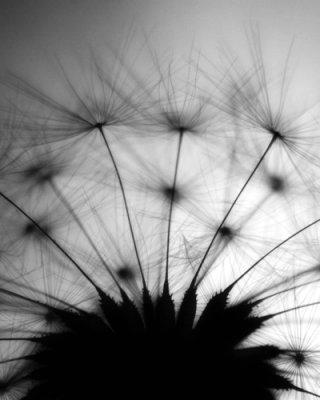 Dandelion_7426.jpg