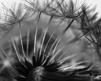 Dandelion_7412.jpg