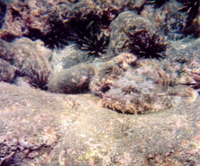 Stone Scorpionfish.jpg