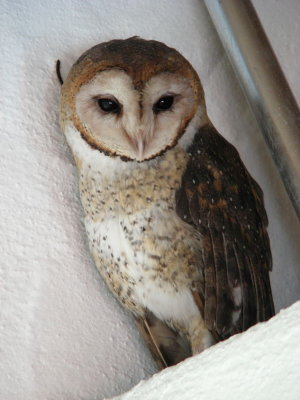 Barn Owl.JPG