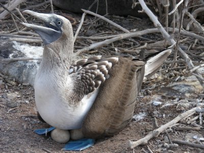 Blue-footed booby.JPG