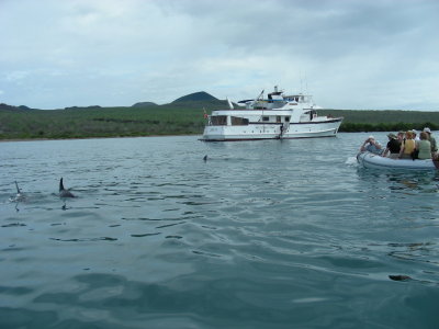 Dolphins & Beluga.JPG