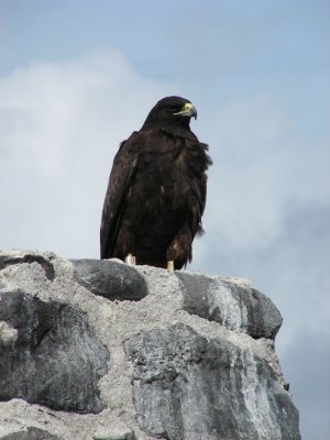 Galapagos Hawk.JPG