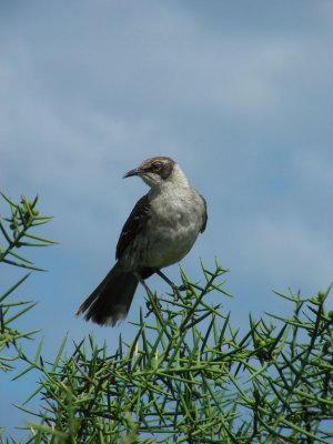 Galapagos Mockingbird.JPG