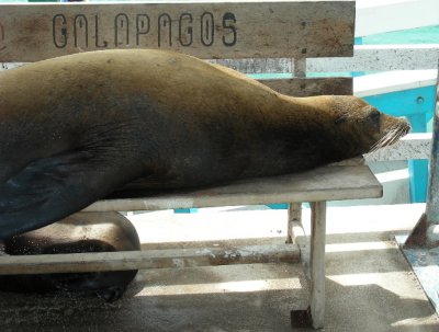 Galapagos Sea Lion.JPG